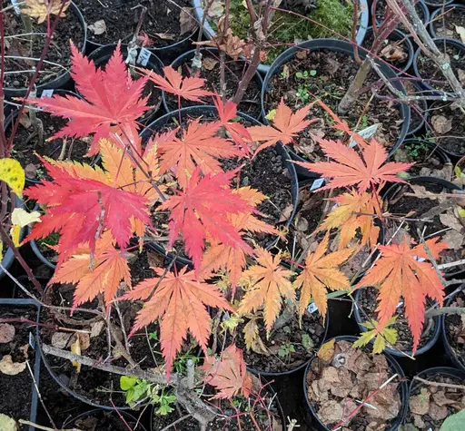 'Ki hachijo' japanese maple in yellow, orange and red fall colors