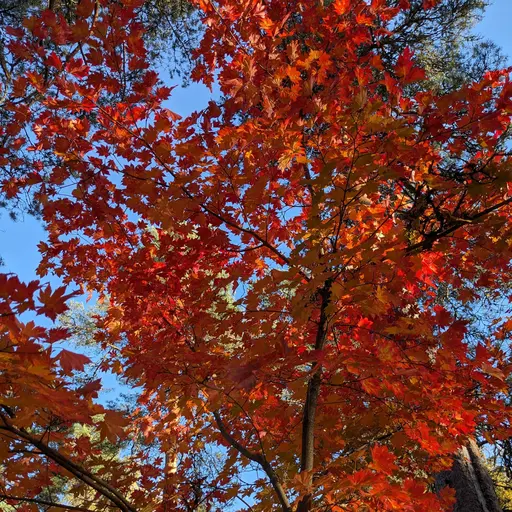 Korean maple glowing in red and orange fall colors at Arboretum Mustila, Oct 5 2024