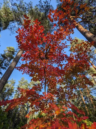 Korean maple glowing in red and orange fall colors at Arboretum Mustila, Oct 5 2024