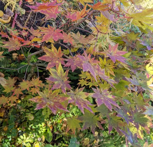 Korean maple in fall colors