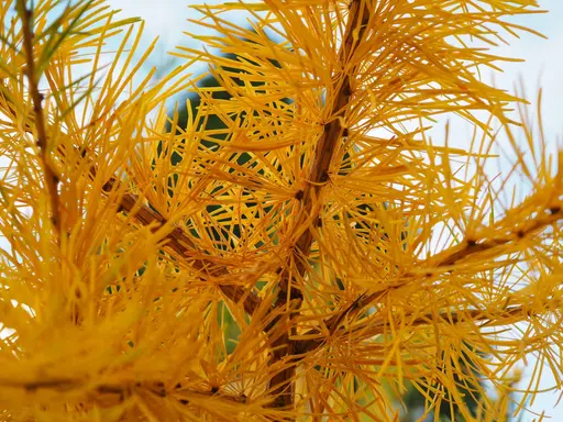 Siberian larch in golden yellow fall colors