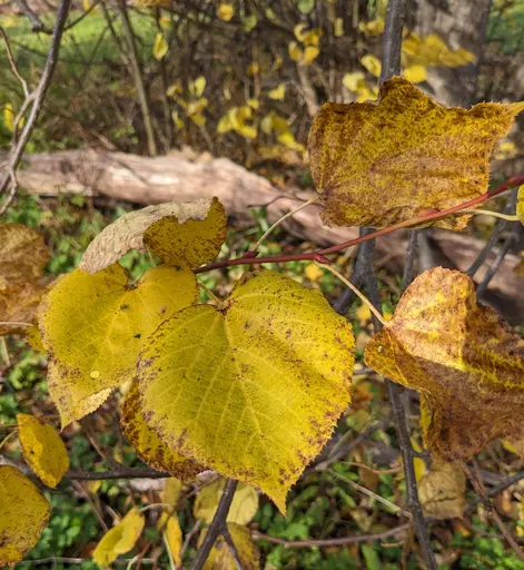 leaf of small-leaved linden green-yellow in fall