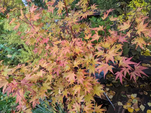 'Limelight' japanese maple turning to fall colors of yellow and red