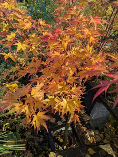 'Limelight' japanese maple at best fall colors of orange and red