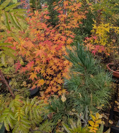 'Limelight' japanese maple at best fall colors of orange and red