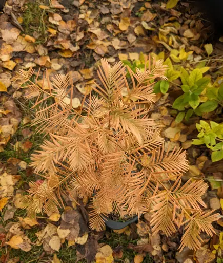 Dawn redwood bonsai in fall colors