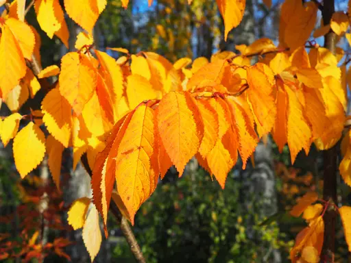 Korean mountain cherry or Miyama cherry – closeup of golden yellow and orange leaves in fall colors