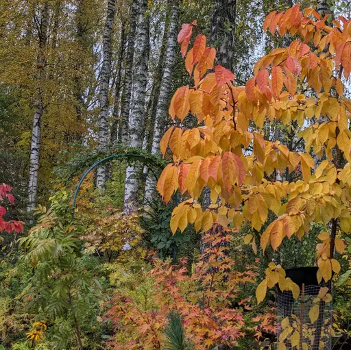 Korean mountain cherry or Miyama cherry in golden yellow and orange fall colors