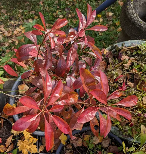 dwarf russian almond in dark plum red fall color