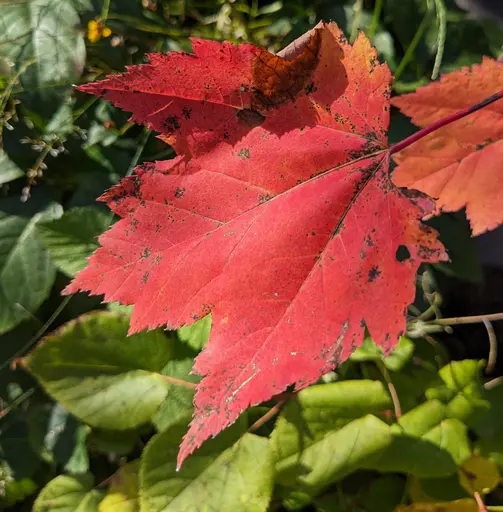 red maple leaf in autumn