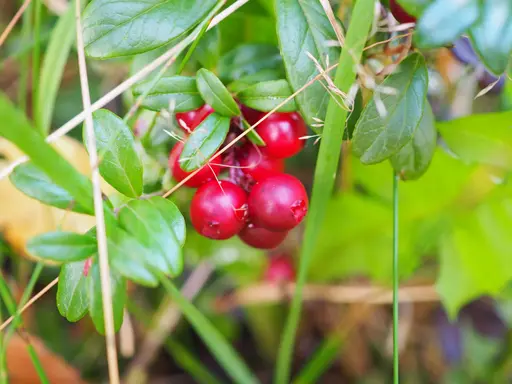 closeup of lingonberry