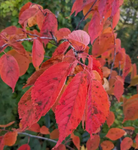 Sargent's cherry leaves starting in bright red fall colors