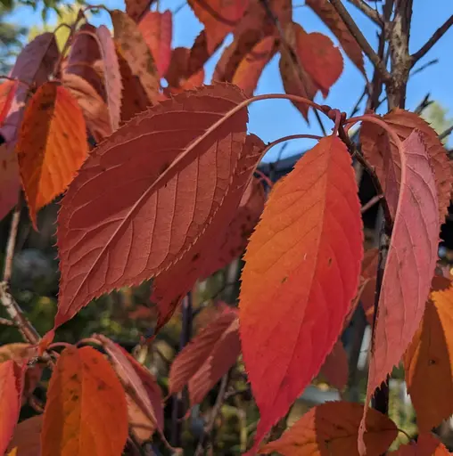 closeup of Sargent's cherry leaves bright red in fall