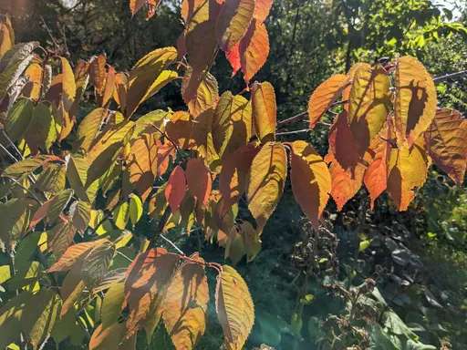 Sargent's cherry leaves starting to show reddish fall colors