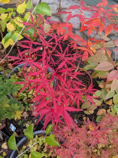 'Scolopendrifolium' linearilobum/bamboo-leaf japanese maple in red fall color