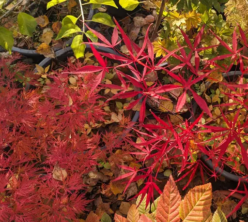 'Scolopendrifolium' linearilobum/bamboo-leaf japanese maple in red fall color