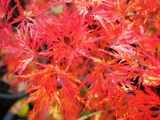 'Seiryu' japanese maple – laceleaf leaves in bright red fall color