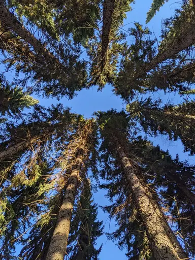 canopy of Serbian spruce forest in Arboretum Mustila, Oct 5 2024