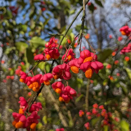 common spindle with bright pink and orange fruits