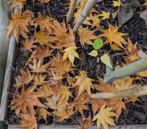 'Tana' japanese maple in yellow and golden fall colors