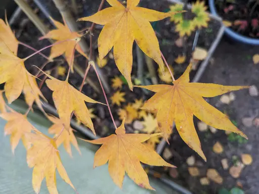 'Tana' japanese maple in yellow and golden fall colors