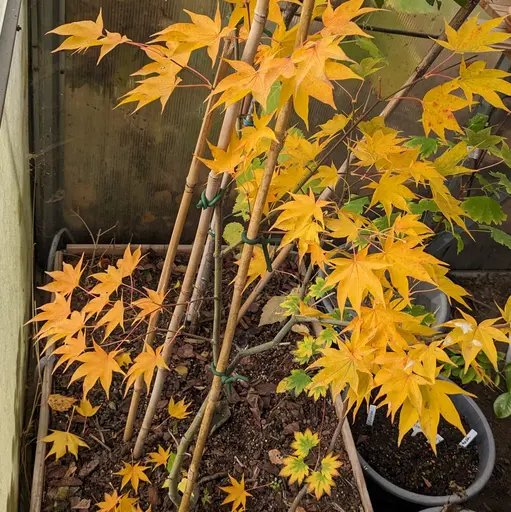 'Tana' japanese maple in yellow and golden fall colors