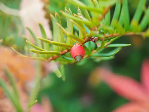 Berry of japanese yew