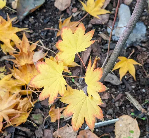 Full moon japanese maple in yellow and brownish fall colors