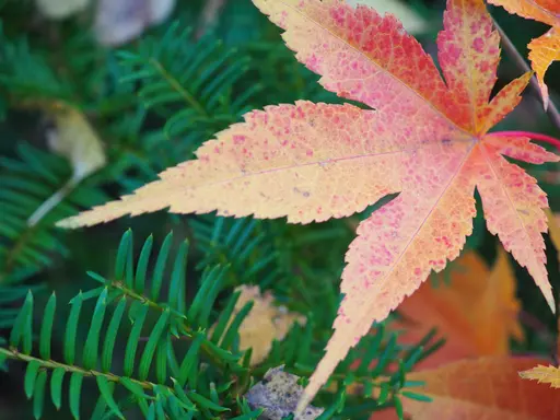 Leaf of 'Tsukushi gata' japanese maple in fall colors