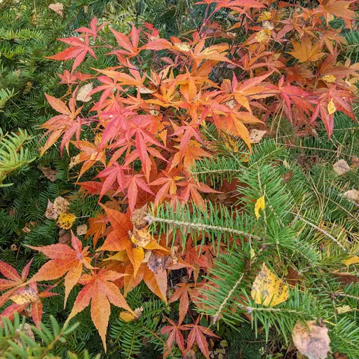 'Tsukushi gata' japanese maple in fall colors of red orange and yellow