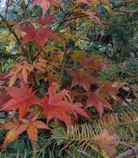 'Tsukushi gata' japanese maple in fall colors of red orange and yellow