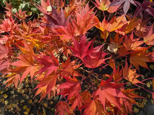 'Umegae' japanese maple in bright orange and peach fall colors