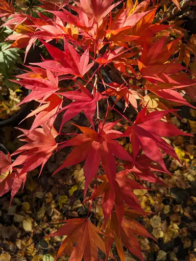 'Umegae' japanese maple in bright orange and peach fall colors