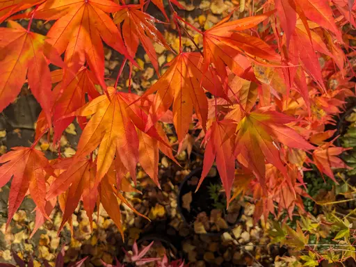 'Umegae' japanese maple in bright orange and peach fall colors