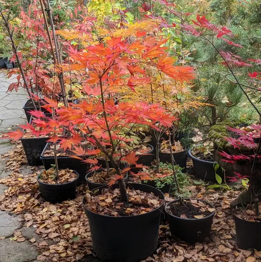 'Umegae' japanese maple in bright orange and peach fall colors