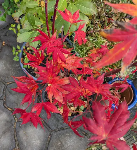 'Yugure' japanese maple leaves, now already dark red fall color