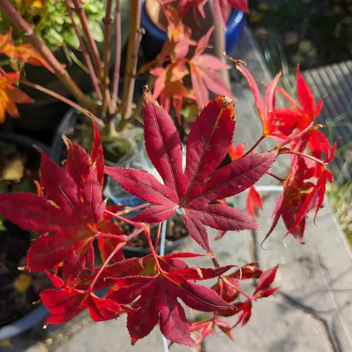 'Yugure' japanese maple leaves, bright red in fall