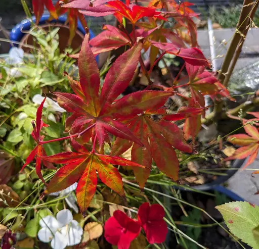 'Yugure' japanese maple leaves, red and yellow in fall