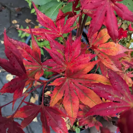 'Yugure' japanese maple leaves, red and orange in fall