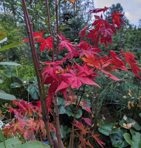 'Yugure' japanese maple leaves, red and orange in fall