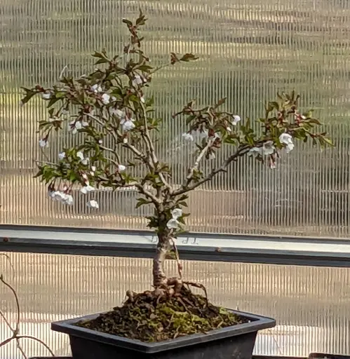 Fuji cherry flowering in the greenhouse