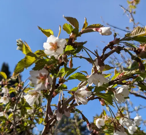 Fuji cherry flowers closeup