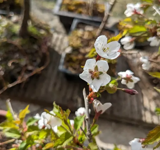 Fuji cherry flowers closeup