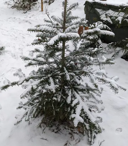 korean fir covered in snow