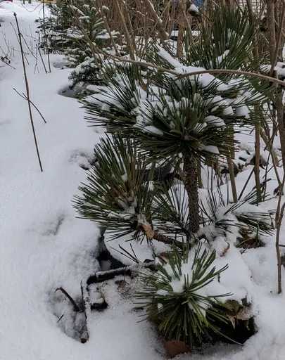 bonsai of conifers covered in snow, side view