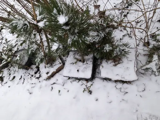 bonsai of conifers covered in snow, top view