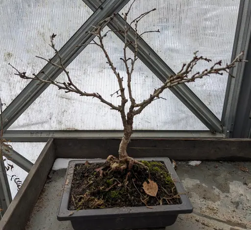 fuji cherry bonsai with no leaves on table in greenhouse