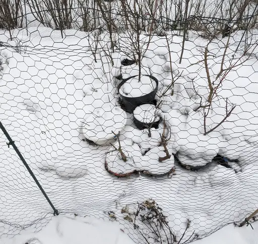 potted young plants and bonsai in snow, behind a fencing net