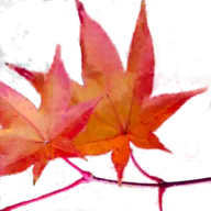 Site icon, a seven-lobed leaf of a japanse maple in orange fall color.