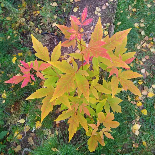 Three-flowered maple, Acer triflorum, 27 Sep 2022